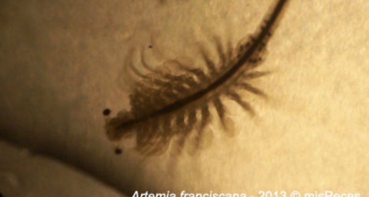 artemia-franciscana