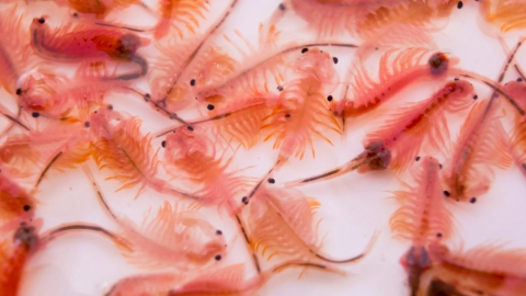 Artemia sp