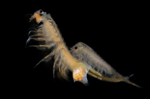Artemia salina