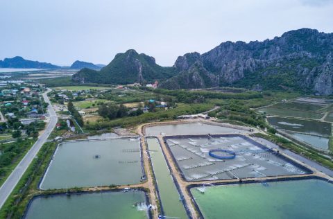 Granja de langostinos en Asia