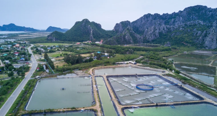 Granja de langostinos en Asia Granja de langostinos en Asia