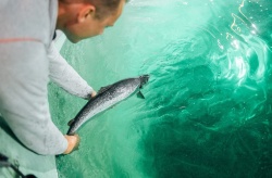 La muerte masiva de salmones en una granja en tierra abre especulaciones sobre la viabilidad del negocio