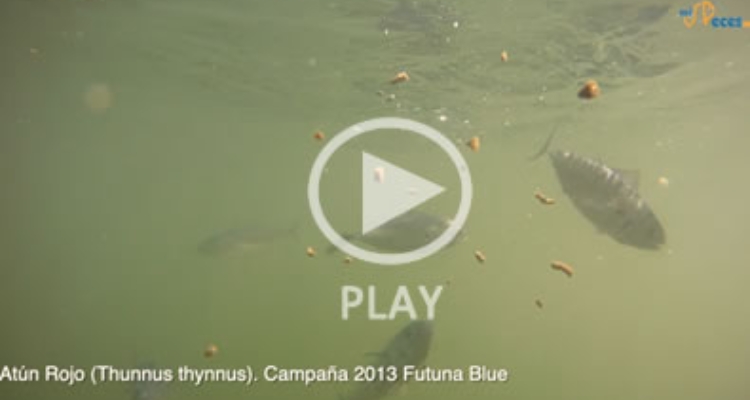 atun-rojo-2013-video