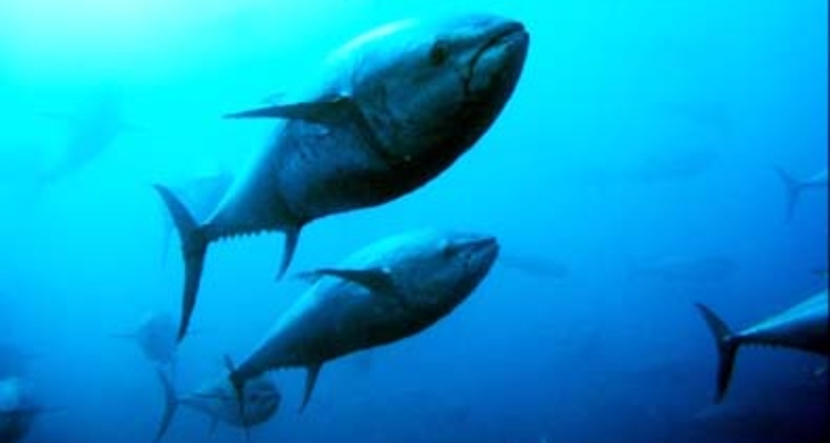 atun-rojo