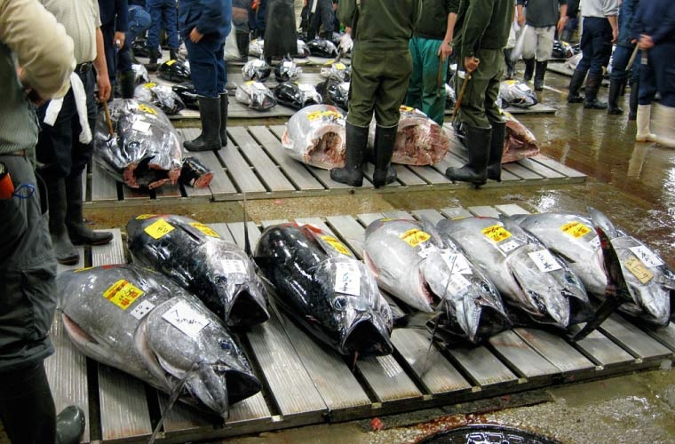 Atunes mercado Japón Atunes mercado Japón