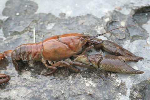 Cangrejo río (Austropotamobius pallipes)