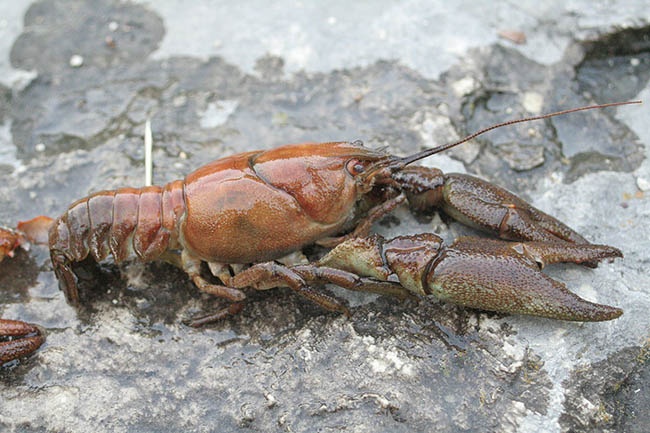 Cangrejo río (Austropotamobius pallipes) Cangrejo río (Austropotamobius pallipes)