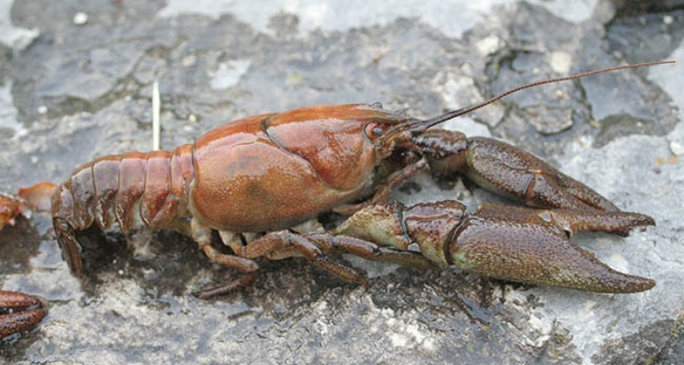 Cangrejo río (Austropotamobius pallipes)
