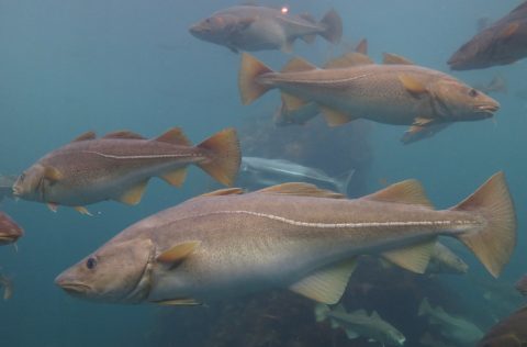Bacalao Atlántico (Gadus morhua)