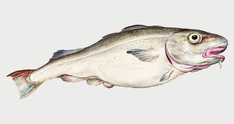 bacalao