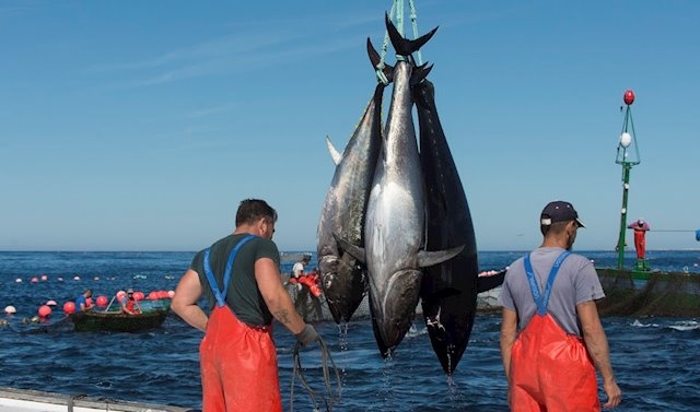 Balfegó, pesca atún rojo de engrase Balfegó, pesca atún rojo de engrase