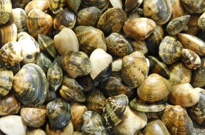 Ricercatori italiani sviluppano vongole giapponesi resistenti alle ondate di calore marine