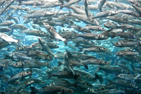 Banco de peces bajo el agua