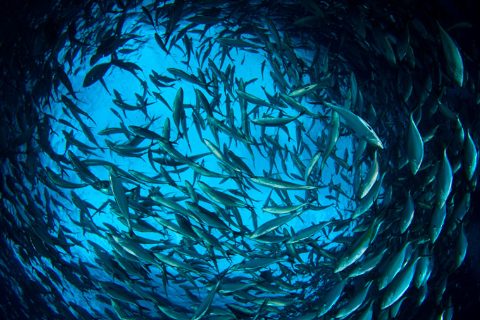 banco-peces-oceano-760