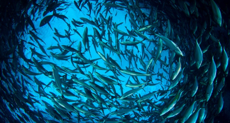 banco-peces-oceano-760 banco-peces-oceano-760