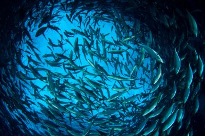 Aquaculture Europe 2025 dedicará una sesión al bienestar de los animales acuáticos