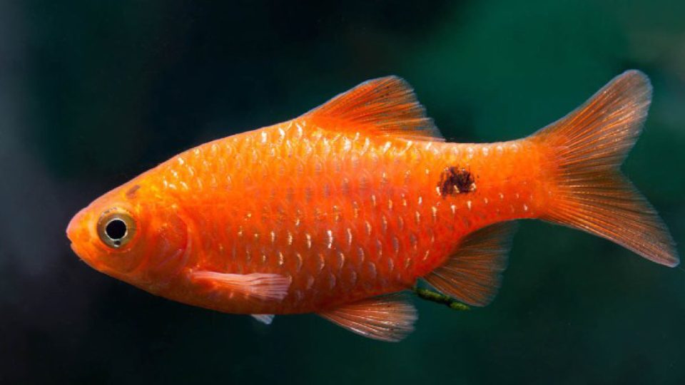 Barbo rosado (Pethia conchonius)