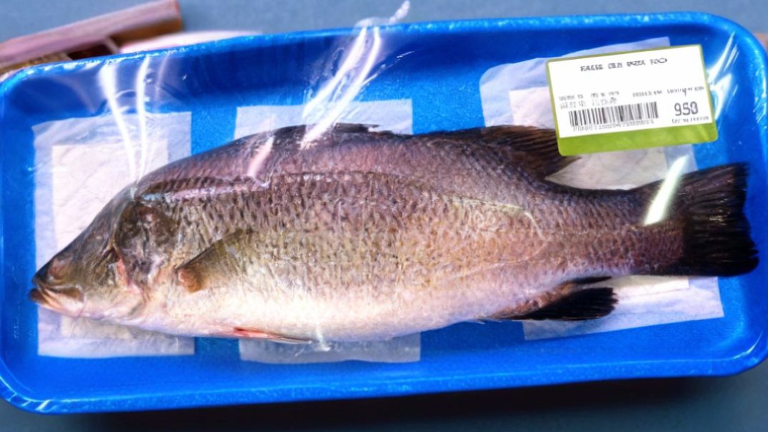 Barramundi envasado