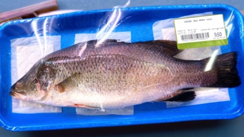 Barramundi envasado