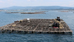 La Conselleria del Mar prorroga hasta el 15 de julio la extracción de semilla de mejillón
