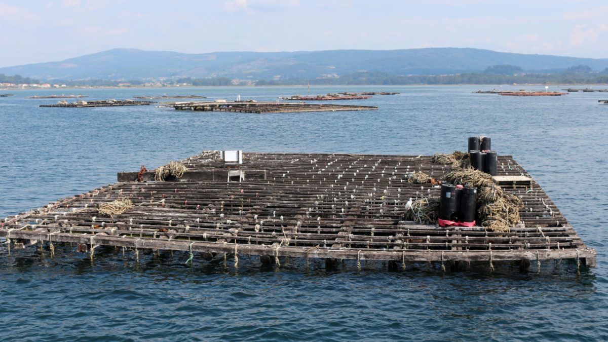 Batea de mejillón en Galicia