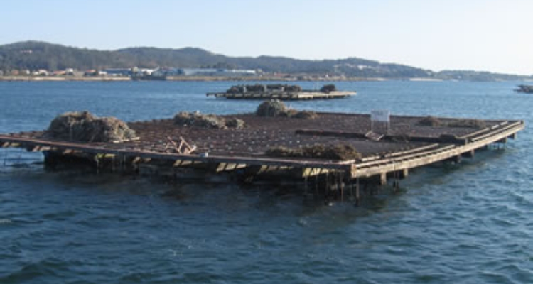 Batea de Mejillón de Galicia Batea de Mejillón de Galicia