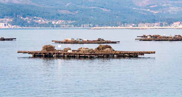 batea-mejillones-galicia-760