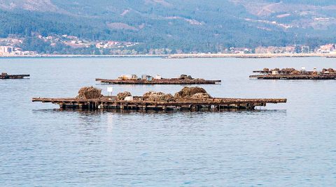 batea-mejillones-galicia-760