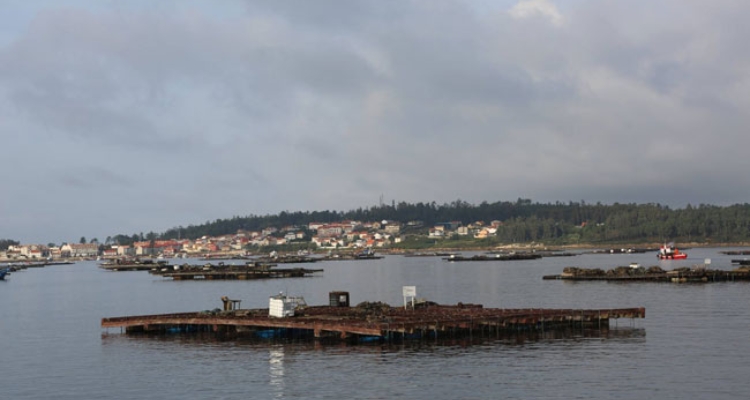 batea-mexillon-galicia