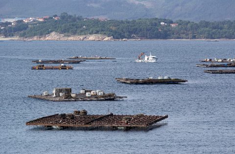 Bateas en ría de Galicia