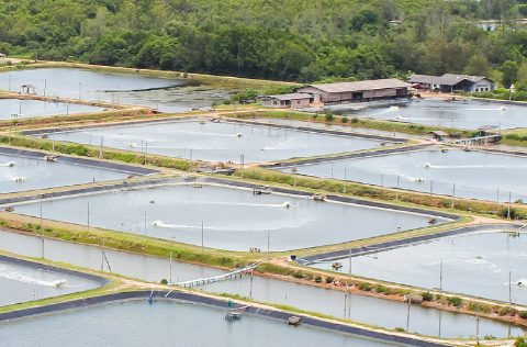 Bayer Animal Health, planta de cultivo de langostinos