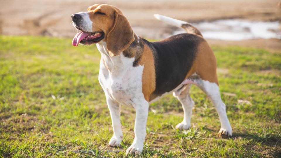 Beagle