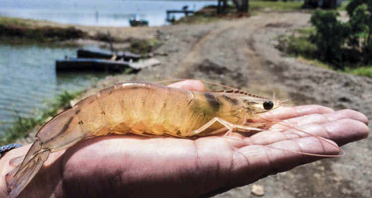 biomar-alimentsa-langostinos-ecuador