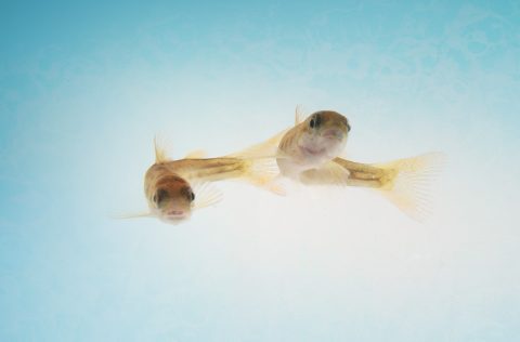 BioMar alevines peces marinos