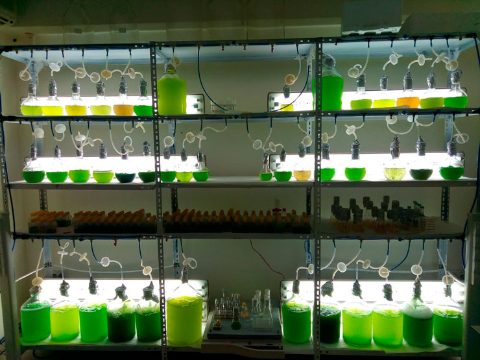 biorizon-ceparios-de-microalgas