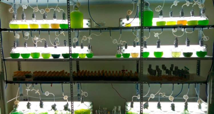 biorizon-ceparios-de-microalgas