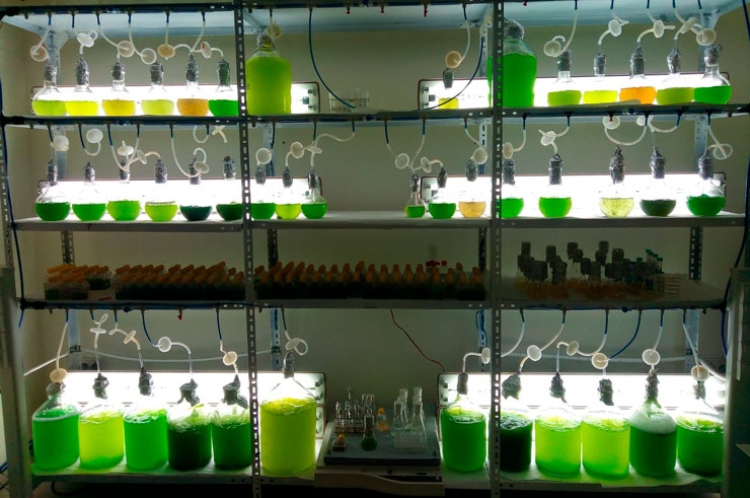 biorizon-ceparios-de-microalgas biorizon-ceparios-de-microalgas
