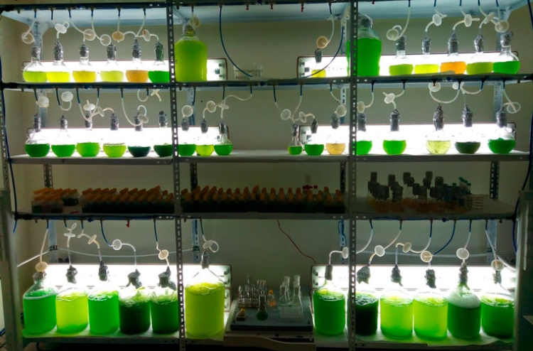 biorizon-ceparios-de-microalgas biorizon-ceparios-de-microalgas