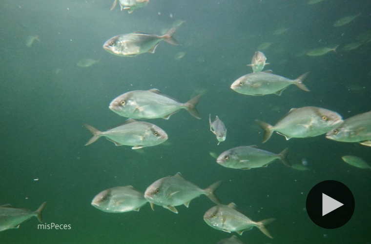 Blennius, seriolas play video Blennius, seriolas play video