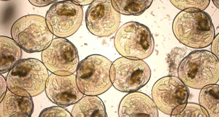 blue-mussel-larvae