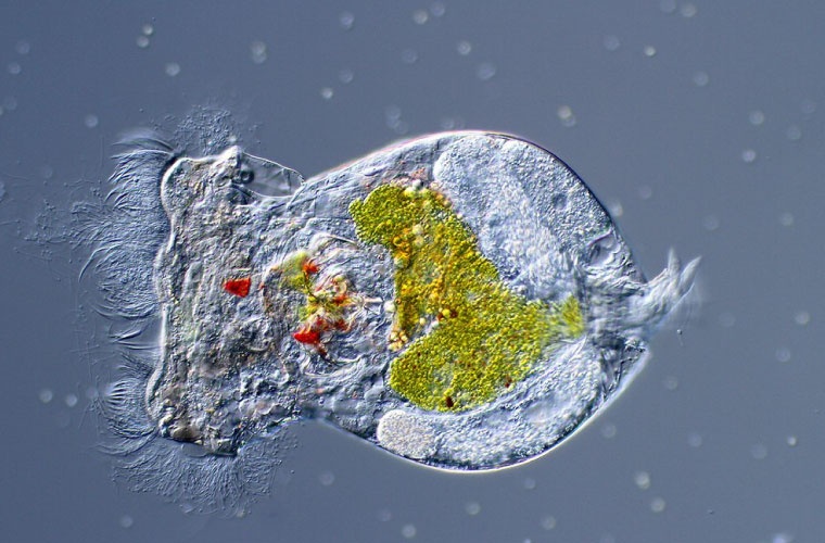 Brachionus plicatilis Brachionus plicatilis