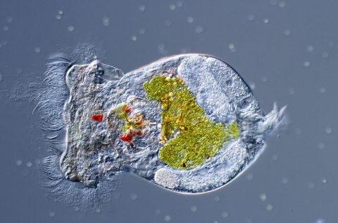 Brachionus plicatilis