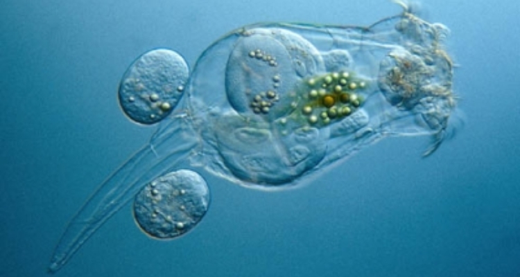 Brachionus rotundiformis