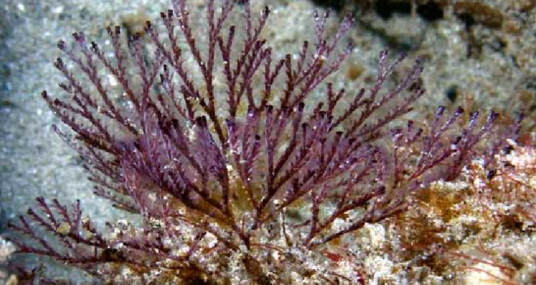 Bugula neritina Bugula neritina