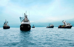 Todas las miradas puestas en el ritmo de pesca de anchoveta peruana