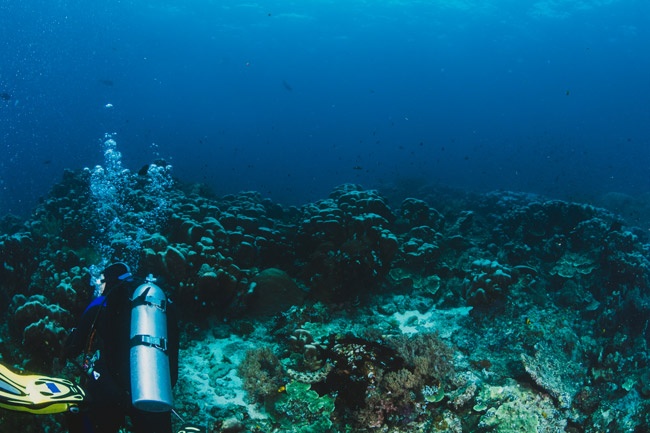 Buzo inspecciona arrecife de coral