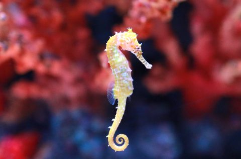 caballito de mar (Hippocampus sp)