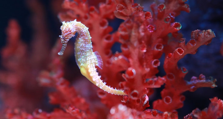 caballito-mar-hippocampus caballito-mar-hippocampus