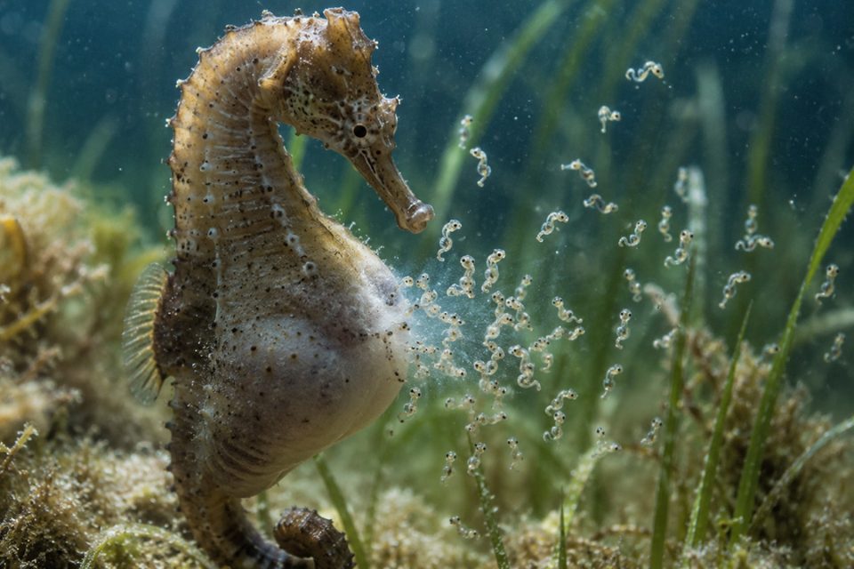 Caballito de mar macho con crías