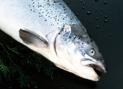 Investigadores noruegos desarrollan un método para producir salmones estériles